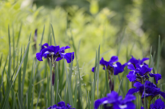Closeup Iris sibirica - Regency buck, Violet-Blue Perennial Flower in Bloom with blurred background in summer garden
