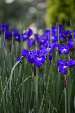 Closeup Iris sibirica - Regency buck, Violet-Blue Perennial Flower in Bloom with blurred background in summer garden

