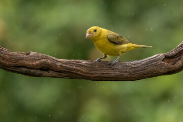 A female summer tanager perched on a vine in the rain