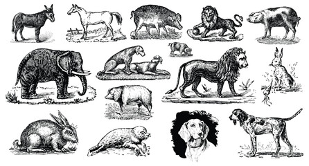 Vector art of collection of vintage animal illustrations including a donkey, horse, elephant, lions, bears, dog, and rabbits