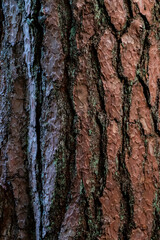 Obraz premium closeup of pine tree bark