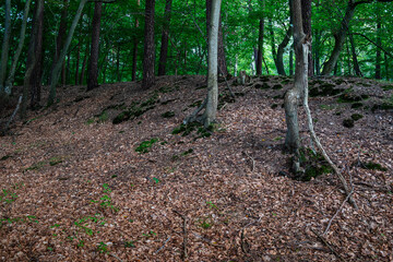 forest dried leaf litter with lush green trees in the background