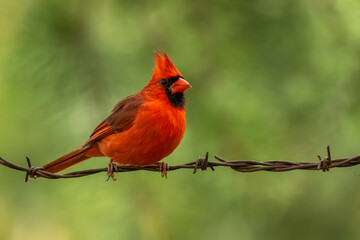 A male cardinal perched in a wooded area