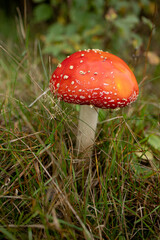 red fly agaric in the autumn forest macro photo, macro fly agaric, fly agaric with a round cap, fly agaric in yellow-green grass
