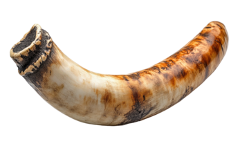Curved horn with mottled brown patterns against black backdrop