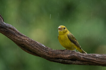 A female summer tanager perched on a vine in the rain