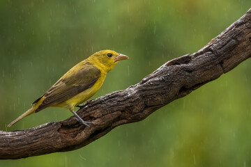 A female summer tanager perched on a vine in the rain