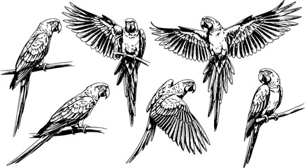 set of sketch black silhouette of a parrot bird