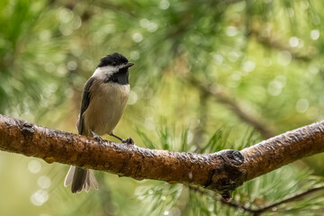 A Carolina chickadee perched in the woods
