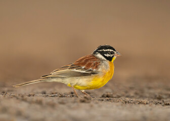 Golden-breasted Bunting (Emberiza flaviventris), South Africa