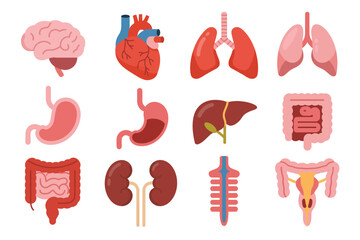 Collection of human internal organs illustrated on white background