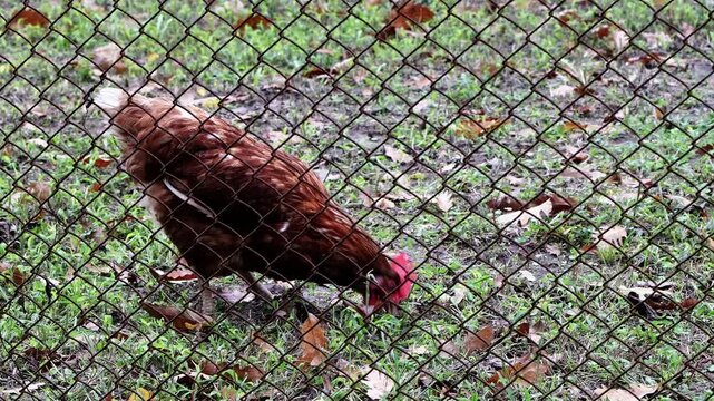 Loman Brown hens forage and peck in an autumn meadow with green grass and fallen oak leaves in a calm rural setting