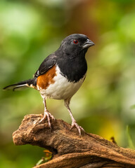 A male Eastern towhee perched on a branch