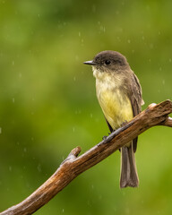 An Eastern phoebe searching for food in a forest