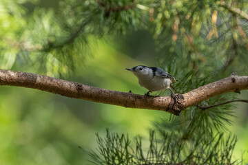 A white-breasted nuthatch perched in a pine tree