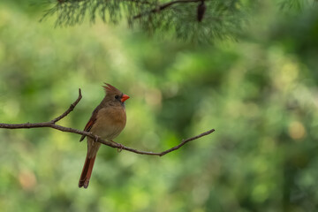 A female cardinal perched on a branch