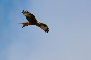 fliegender Rotmilan