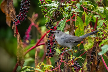 A gray catbird eating pokeweed berries