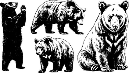 set of sketch black silhouette of a Black Bear isolated animal wildlife