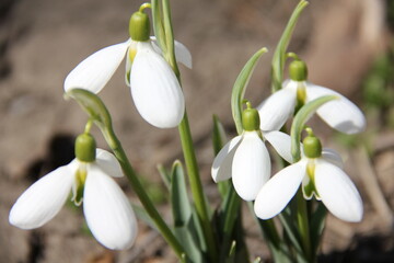 Several vibrant snowdrops bloom in the foreground