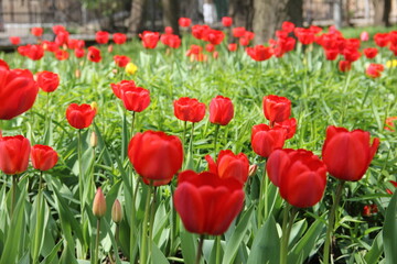 A beautiful field of red tulips with vibrant green petals blooming in spring