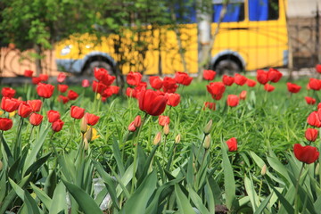 A vibrant field of red tulips with lush green petals