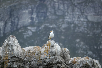 Seagull sitting on an ocean rock 