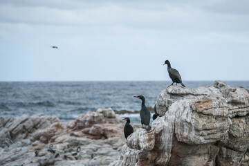 Cormorants sitting on a rock at Stony Point in the Western Cape