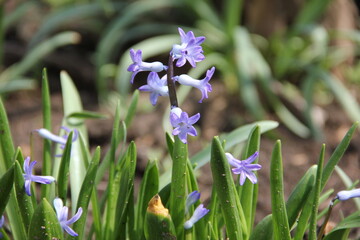 Delicate blue spring flowers blooming among fresh green leaves in a garden