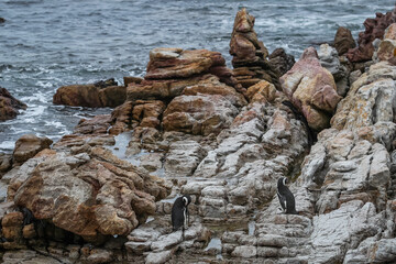 African penguins (Spheniscus demersus) standing on a rocky beach in the Western Cape, South Africa