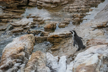 An African penguin (Spheniscus demersus) prepares to jump into the ocean water