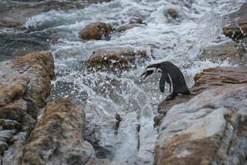 An African penguin (Spheniscus demersus) jumps into the ocean water