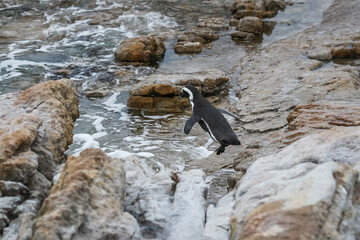 An African penguin (Spheniscus demersus) jumps into the ocean water