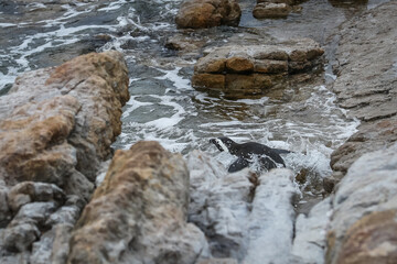 An African penguin (Spheniscus demersus) jumps into the ocean water