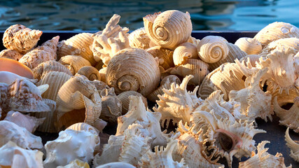 Close-up of natural sea shells in warm sunlight near the water, showing spiral shapes and textures of marine treasures collected from the beach.