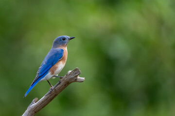 A bluebird perched on a branch