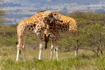 Two Rothschild's giraffes (Giraffa camelopardalis rothschildi) engage in necking behavior in the savannah landscape near Lake Nakuru National Park Kenya