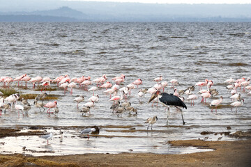 Naklejka premium A large flock of lesser flamingos (Phoeniconaias minor) wading alongside a marabou stork (Leptoptilos crumenifer) in Lake Nakuru, Kenya