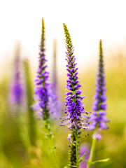 Long Leaf Speedwell, Veronica Longifolia