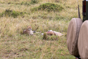 Cheetah (Acinonyx jubatus) standing near a fresh Thomson's gazelle kill near a parked safari...