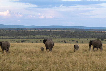 An African elephant family (Loxodonta africana) walks across the open savanna of the Maasai Mara...