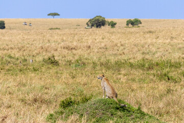 Cheetah (Acinonyx jubatus) sits on a termite mound scouting for prey in the Maasai Mara National Reserve, Kenya
