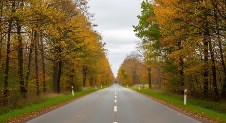 Obraz premium Serene Autumn Road - A Straight Path Through Golden-Hued Forest Canopy, Cloudy Sky.
