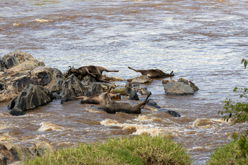 A cluster of bloated blue wildebeest (Connochaetes taurinus) carcasses stuck on the rocks of the Mara River during the Great Migration