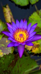 Vivid purple water lily blooms fully opened, surrounded by green pads