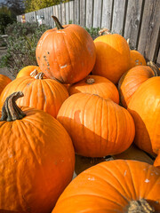 Beautiful big orange pumpkins on a market stall, shining in the sunlight on a sunny October day.