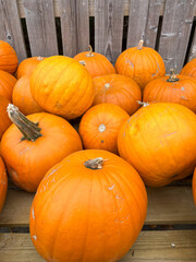 Beautiful big orange pumpkins on a market stall, shining in the sunlight on a sunny October day.