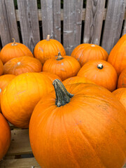 Beautiful big orange pumpkins on a market stall, shining in the sunlight on a sunny October day.