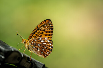 Small Butterfly Rests On Backpack With Copy Space