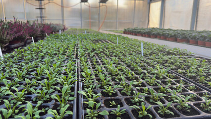 Greenhouse with Rows of Plants and Flowers in Pots — Modern Nursery for Gardening and Plant Cultivation © Oksana